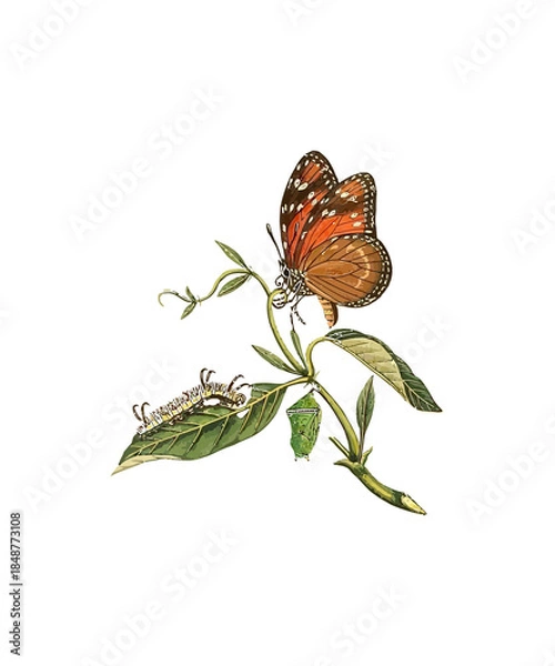 Obraz butterfly isolated on white