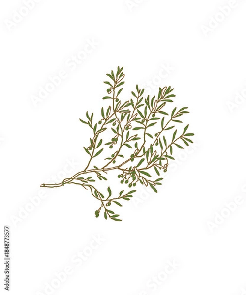 Obraz dried rosemary on white background