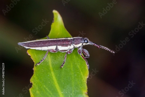 Obraz Long nosed weevil perched on green leaf