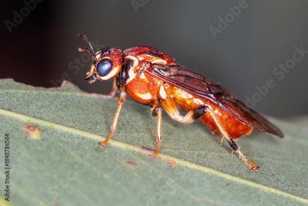 Obraz Australian Sawfly Perched on Native Leaf