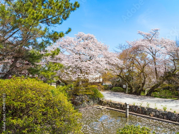 Obraz 【奈良県】大和郡山市 矢田寺(金剛山寺) (2025/04/09撮影)