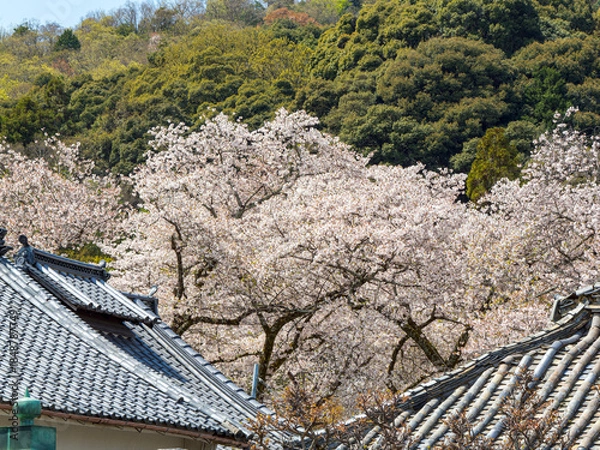 Obraz 【奈良県】大和郡山市 矢田寺(金剛山寺) (2025/04/09撮影)
