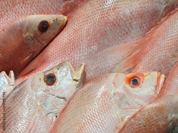 Obraz Close-Up Background of Fresh Raw Red Snapper or Sea Bream Fish Displayed at a Seafood Market