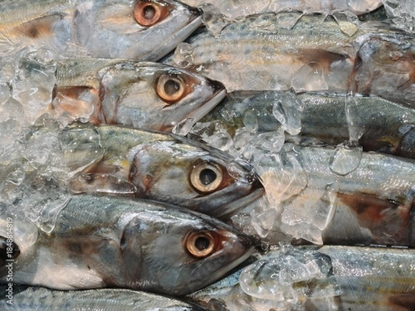 Obraz Close-Up of Fresh Whole Mackerel or Small Tuna Fish Stacked on Crushed Ice at a Seafood Market