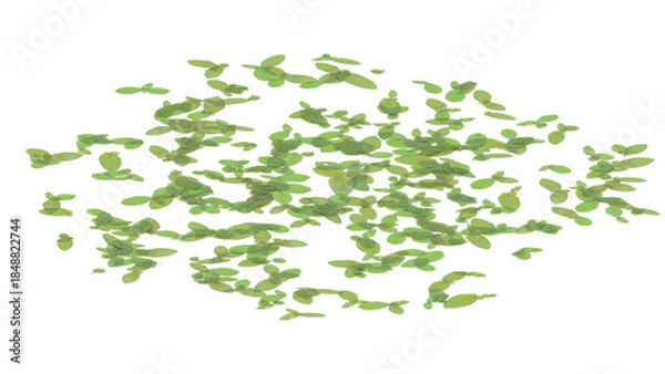 Obraz duckweed isolated