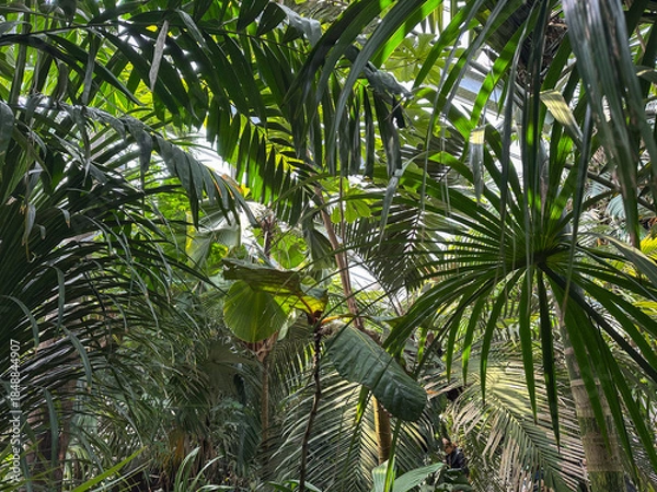Obraz Lush Tropical Foliage in a Botanical Garden
