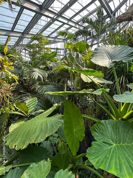 Obraz Lush Tropical Foliage in a Botanical Garden