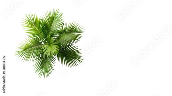 Obraz Palm Leaves on Transparent Background