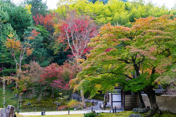 Fototapeta 京都、高台寺の庭園