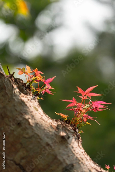 Obraz Tiny Red Maple Leaves Sprouting from Tree Bark with Soft Bokeh Background