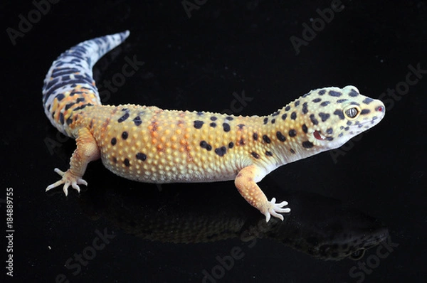 Fototapeta leopard gecko