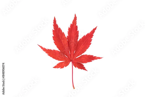 Obraz 赤く色付いた紅葉