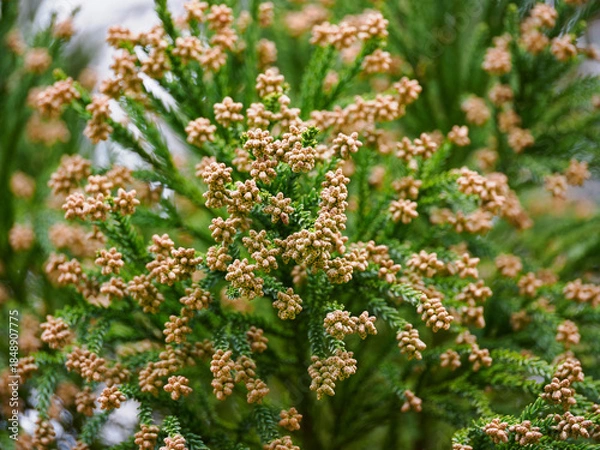 Obraz 花粉飛散前の杉の雄花