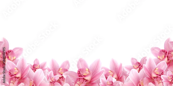 Obraz Pink flowers orchid frame isolated
