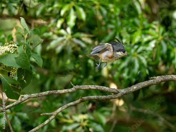 Obraz 飛び立つヤマガラ