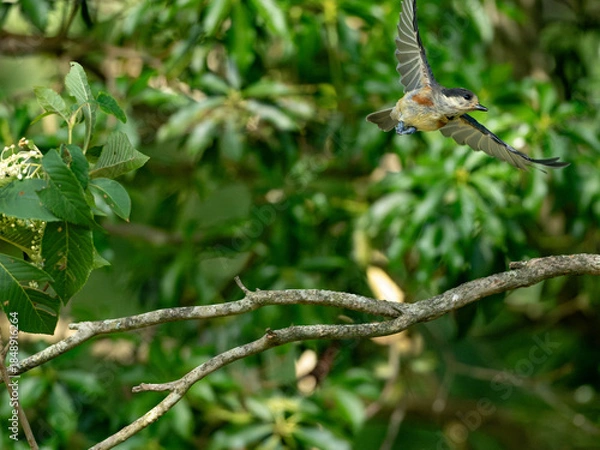 Obraz 飛び立つヤマガラ