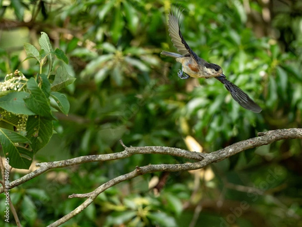 Obraz 飛び立つヤマガラ