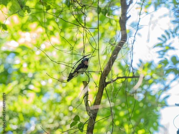 Obraz サンコウチョウ
