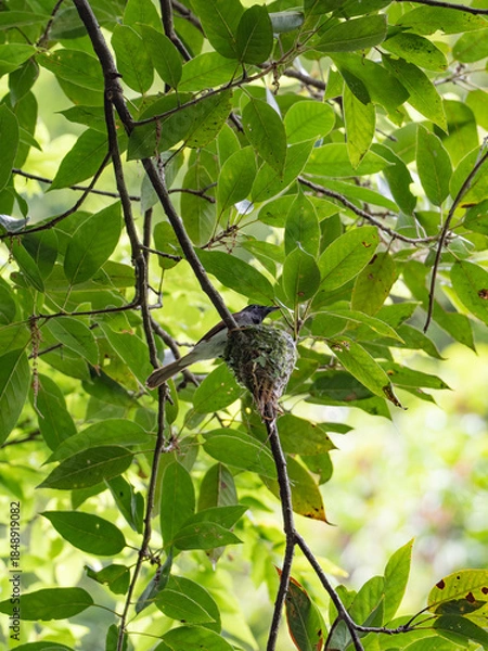 Obraz サンコウチョウ