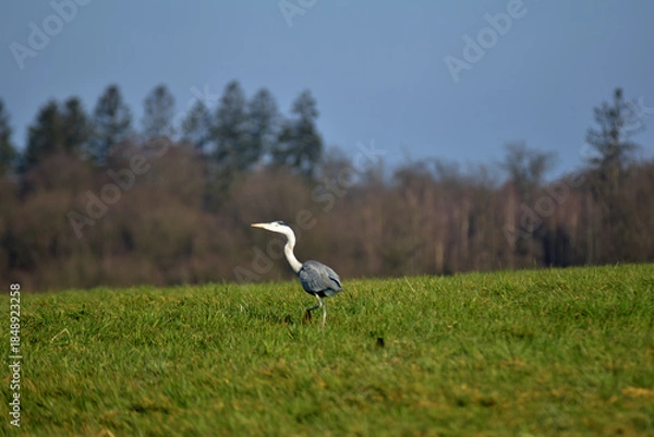 Obraz taking off grey heron