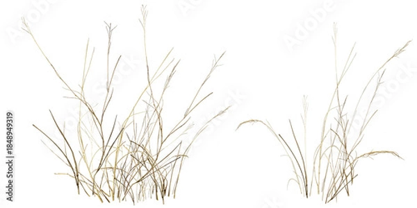 Obraz grass isolated on white background