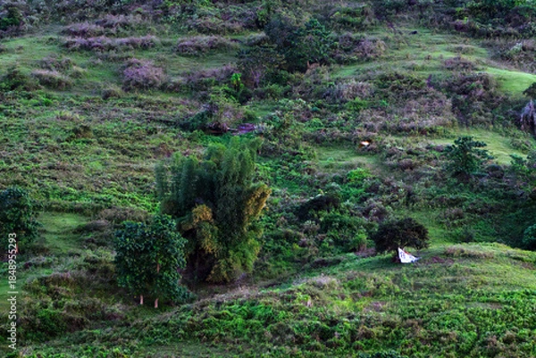 Fototapeta moss covered rocks