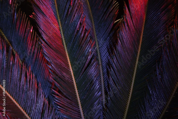 Fototapeta Tropical leaves of palm tree in magenta colors. Nature creative pattern. Abstract botanical background. Creative image of exotic flora. Organic wallpaper.