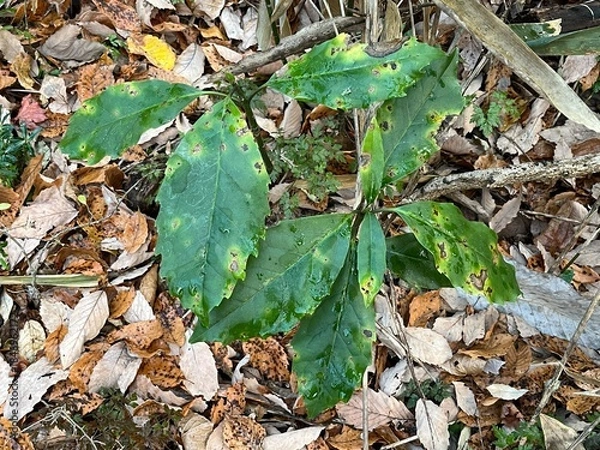 Fototapeta 冬の林床で多く見かける、青々とした葉をもつアオキ。落