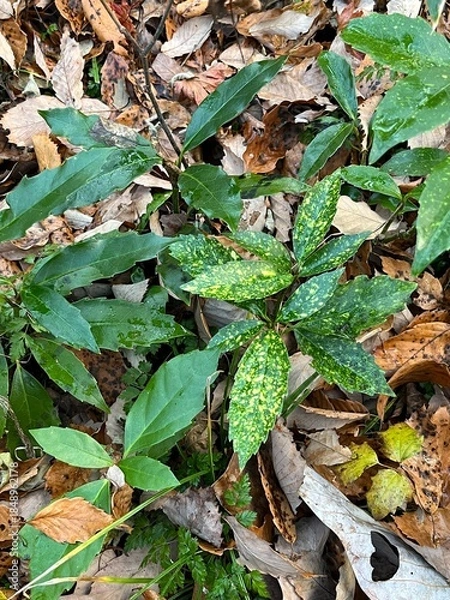 Fototapeta 冬の林床で多く見かける、青々とした葉をもつアオキ。落