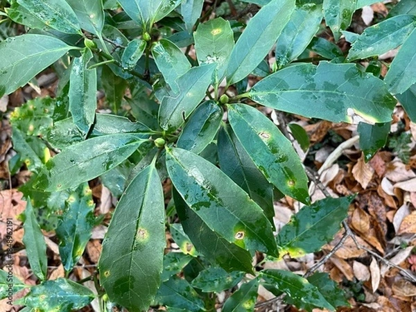 Fototapeta 冬の林床で多く見かける、青々とした葉をもつアオキ。落