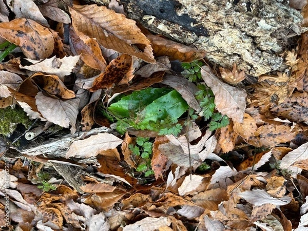 Obraz 冬の林床で多く見かける、青々とした葉をもつアオキ。落