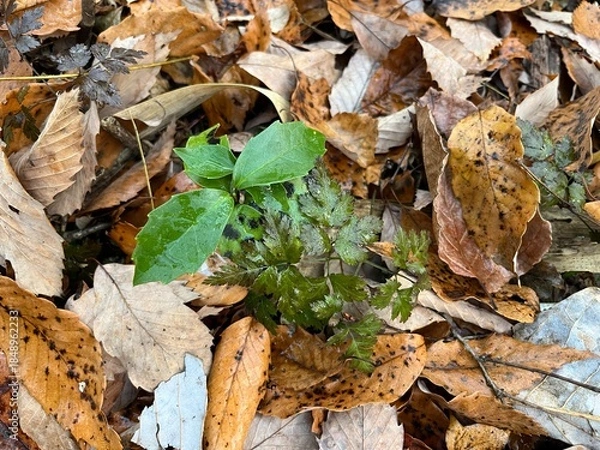 Obraz 冬の林床で多く見かける、青々とした葉をもつアオキ。落