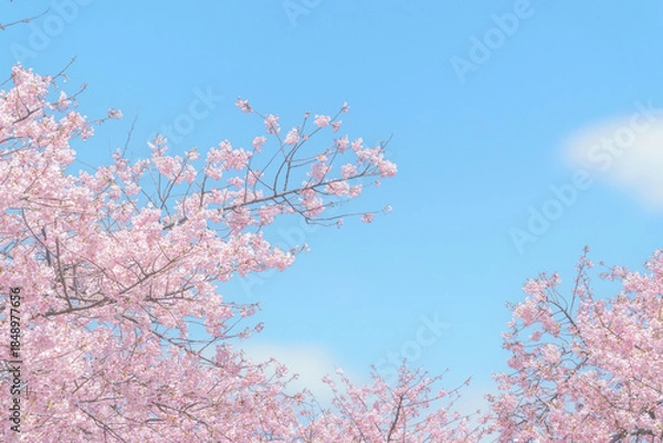 Fototapeta 桜の花、河津桜、桜、花、サクラ、春、青空、空、風景、入学、卒業、満開、入学式、自然、カワヅザクラ、花見、花背景、お花見、桜並木、合格、サクラサク、引越し、新生活、背景、キラキラ、3月、壁紙、ピンク、さくら、ふんわり、アップ、ピンクの花、桜背景、テクスチャ、春素材、イメージ、フレーム、素材、パステルカラー、早春、就職、春の花、春爛漫、web、コピースペース、春イメージ、4月、挨拶状、早咲き
