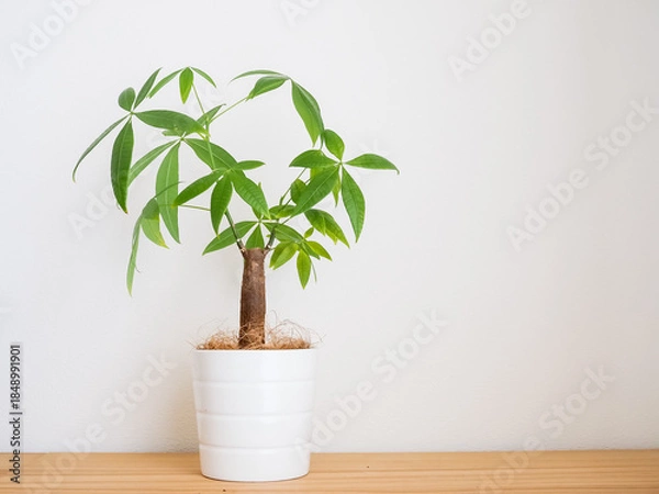 Obraz 部屋に置かれたパキラの鉢植え