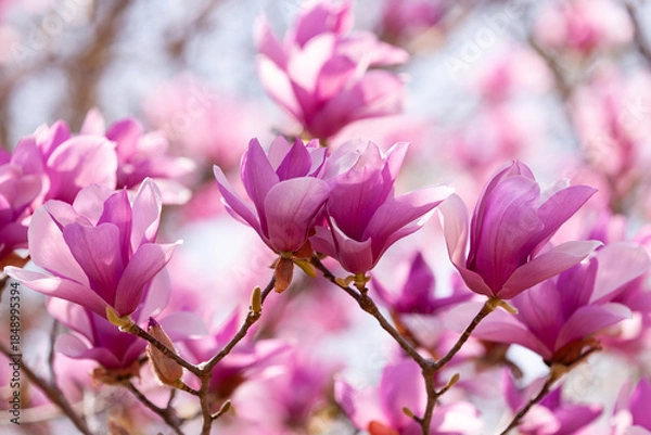 Fototapeta 春のモクレン