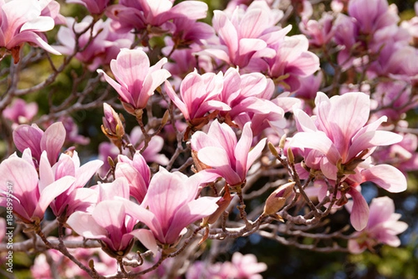 Fototapeta 満開のモクレン