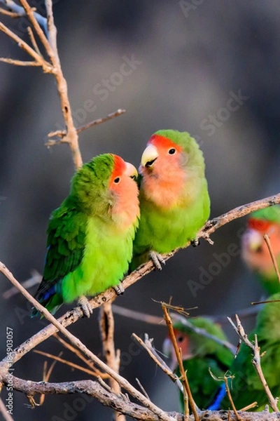 Fototapeta Two intimate rosy faced lovebirds