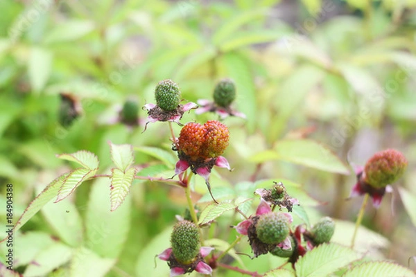 Fototapeta Raspberry fruit close up in a summer garden.