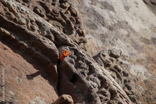 Obraz ハリナシミツバチ