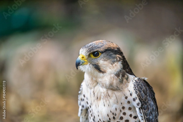 Obraz 2023-06-09 CLOSE UP OF A LANNER FALCON PERCHED WITH BRIGHT PLUMAGE AND A BRIGHT EYE IN SCOTLAND