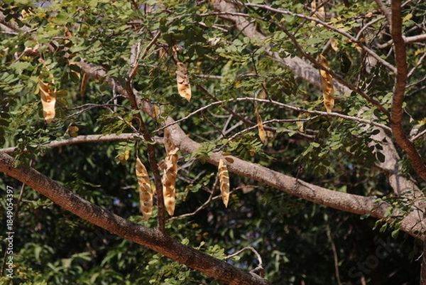 Obraz ビルマネム
