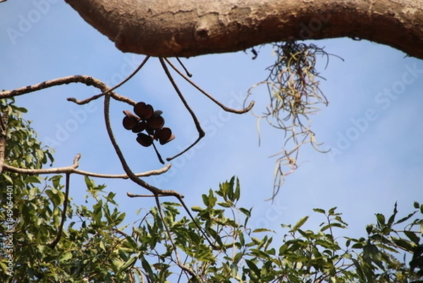 Obraz ヤツデアオギリ