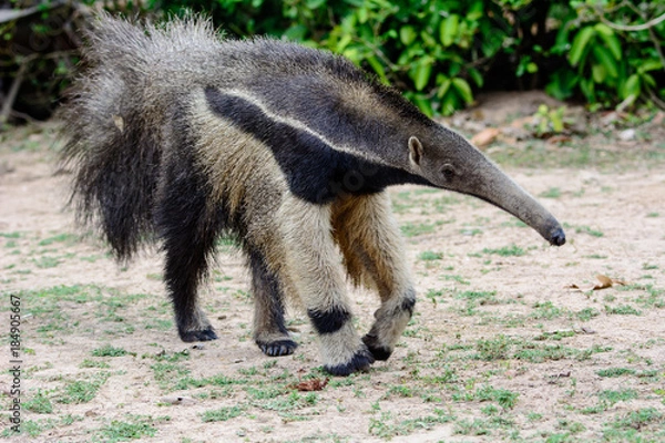 Obraz Giant anteater approaching