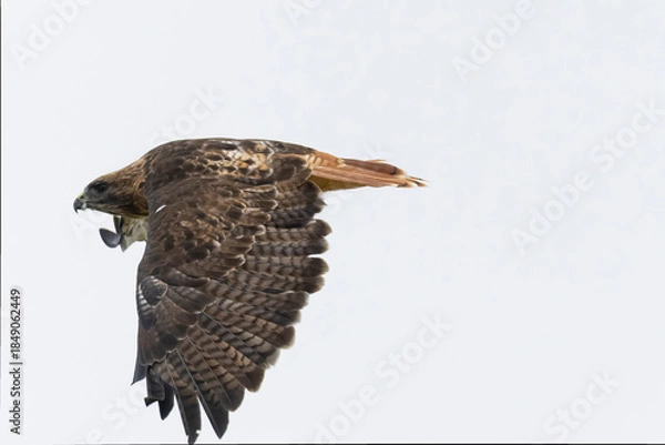 Fototapeta Red-tailed hawk in flight