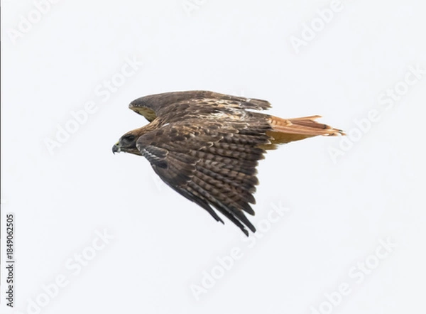 Fototapeta Red-tailed hawk in flight