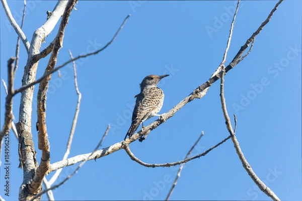 Fototapeta Northern Flicker