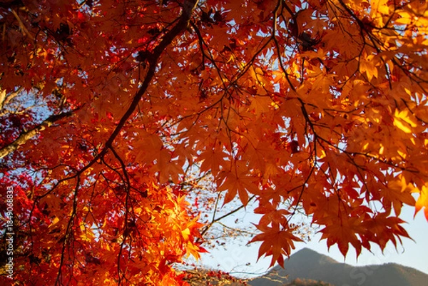 Obraz 大舟山と紅葉