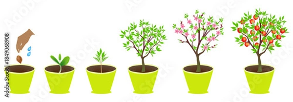 Obraz Growth cycle of peach tree in a pot on white background..eps