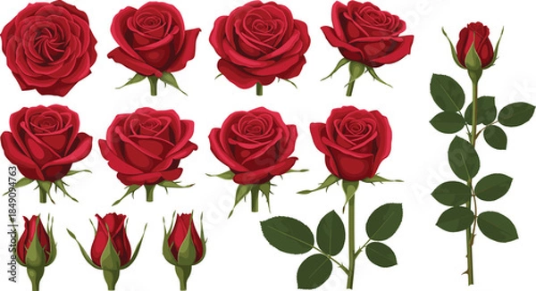 Obraz Complete botanical set of red rose flower heads blooming buds and long stems with leaves isolated on white background vector.