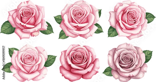 Fototapeta Elegant collection of six light pink rose flower heads with detailed petals and green leaves isolated on white background romantic floral vector.